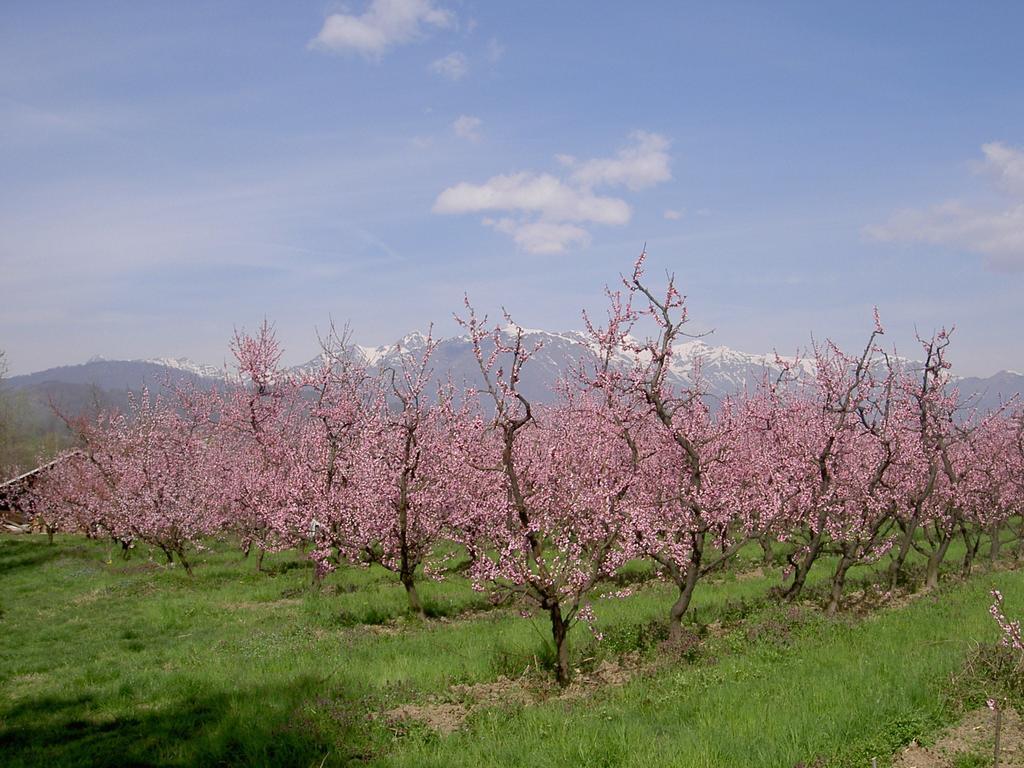 Agriturismo Il Frutto Permesso Bibiana Exterior foto
