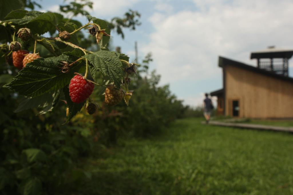 Agriturismo Il Frutto Permesso Bibiana Exterior foto